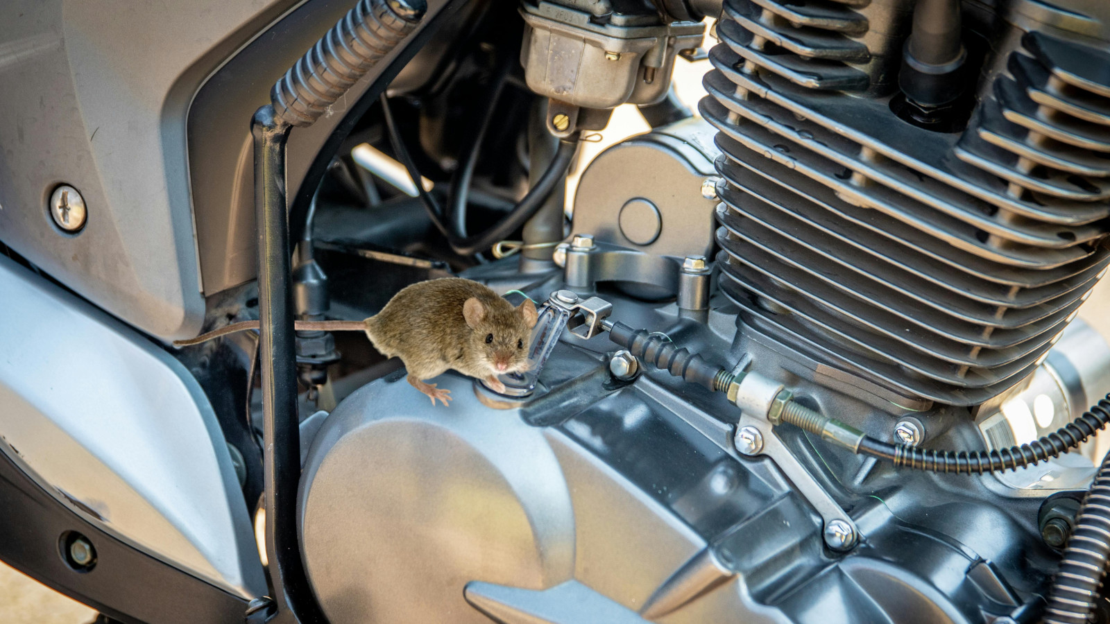 How to safeguard your motorcycle from Mice