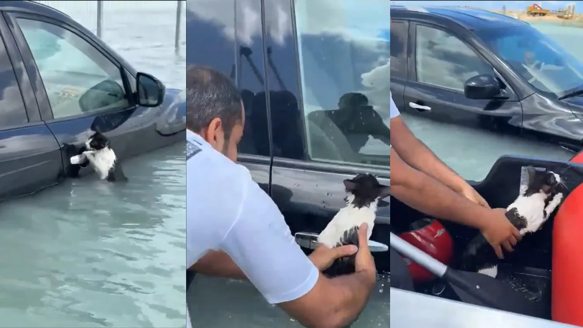  Cat Clinging to Car Door During Dubai Flood Goes Viral! (Video)