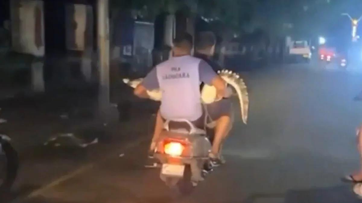 Vadodara Floods: IMA Volunteers Rescue Crocodiles on Scooter